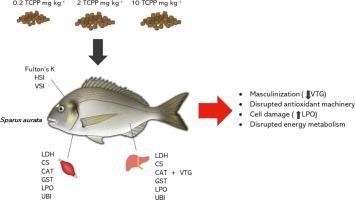 Ecotoxicological responses of marine fish to the organophosphate flame-retardant tris (2-chloroisopropyl) phosphate (TCPP) dietary exposure: Juvenile gilthead seabream (Sparus aurata) as a case study