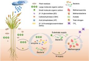 Microbiota-induced asymmetry in coastal methane emission potential under experimental precipitation gradients