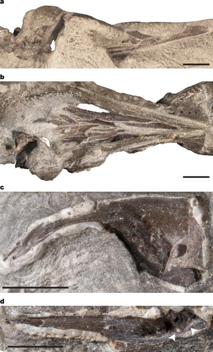 Cretaceous Antarctic bird skull elucidates early avian ecological diversity