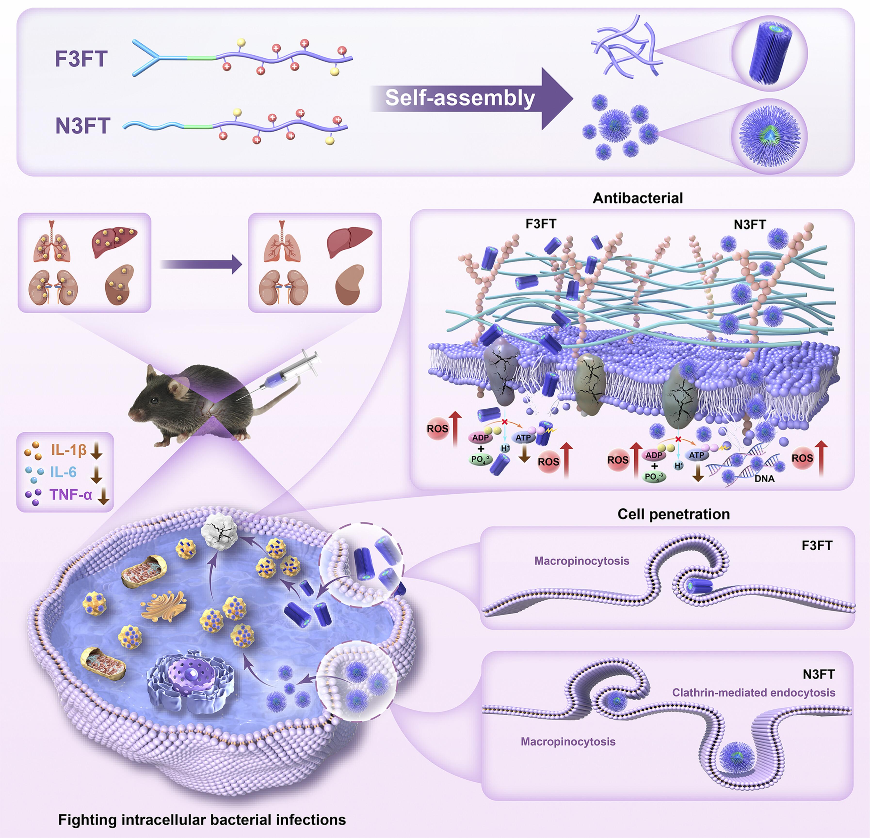 Self-assembling peptide with dual function of cell penetration and antibacterial as a nano weapon to combat intracellular bacteria