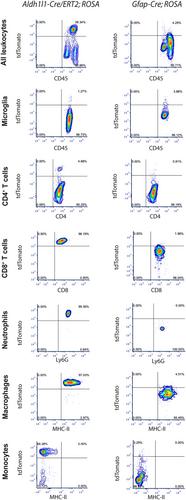 Aldh1l1-Cre/ERT2 Drives Flox-Mediated Recombination in Peripheral and CNS Infiltrating Immune Cells in Addition to Astrocytes During CNS Autoimmune Disease