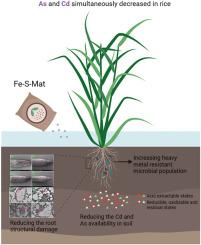 Application of Fe-based S-rich material mitigates As and Cd toxicity in rice by alleviating root tip structural damage and improving bacterial community function