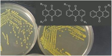 Chromogenic hydroxyanthraquinone-based enzyme substrates for the detection of microbial β-d-galactosidase, β-d-glucuronidase and β-d-ribosidase†