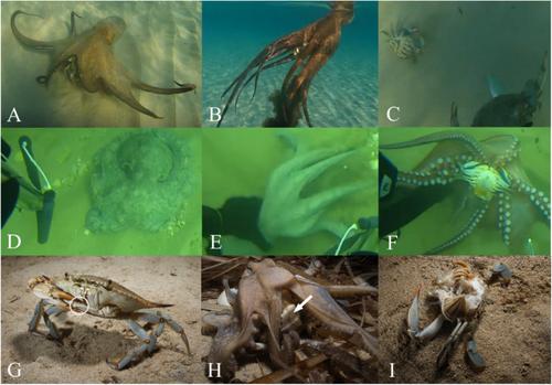 First Records of Wild Octopus (Octopus vulgaris) Preying on Adult Invasive Blue Crabs (Callinectes sapidus)