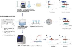 Cultured and molecular measures of fecal indicator microbes in Gulf of Mexico recreational waters