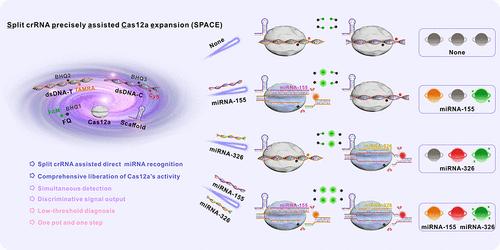 Split crRNA Precisely Assisted Cas12a Expansion Strategy for Simultaneous, Discriminative, and Low-Threshold Determination of Two miRNAs Associated with Multiple Sclerosis