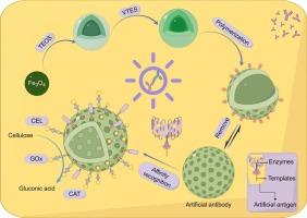 Biomimetic construction of multi-enzyme reactor through artificial antibody-antigen-directed immobilization for cascade catalytic conversion of cellulose to gluconic acid