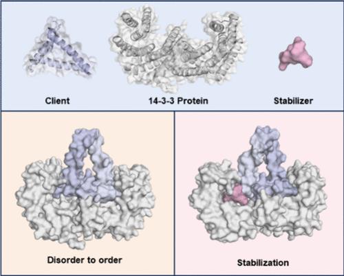Recent Developments in 14–3–3 Stabilizers for Regulating Protein–Protein Interactions: An Update