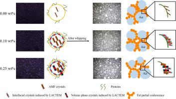 Relationship between fat crystallization, interfacial properties and qualities of whipped cream: Effect of lactic acid esters of monoglycerides