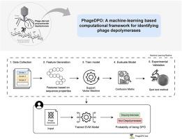 PhageDPO: A machine-learning based computational framework for identifying phage depolymerases