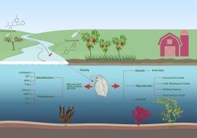 Chronic toxicity of tetraconazole and penconazole to Daphnia magna: Insights of growth, reproduction and gene expression changes