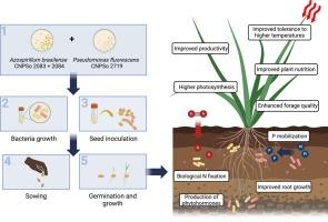 Inoculation with plant growth-promoting bacteria mitigates the negative impacts of 2 °C warming on the photosynthesis, growth, and nutritional value of a tropical C4 grassland under field conditions
