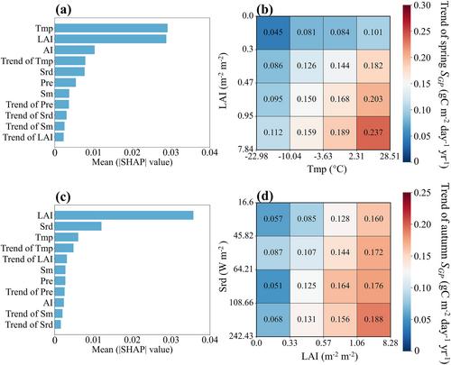 The Widely Increasing Sensitivity of Vegetation Productivity to Phenology in Northern Middle and High Latitudes