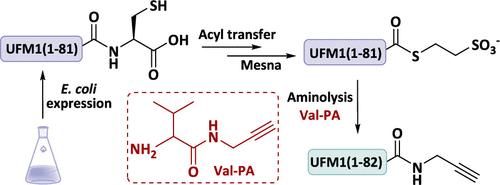 Flexible Semi-synthesis of UFM11–82–Propargylamine by Aminolysis with Valine–Propargylamine