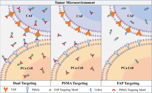 Dual Targeting of Prostate-Specific Membrane Antigen and Fibroblast Activation Protein: Bridging Prostate Cancer Theranostics with Precision