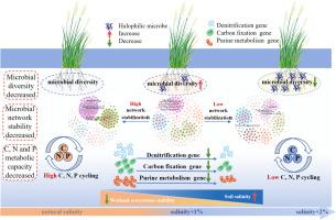 Elevated salinity decreases microbial communities complexity and carbon, nitrogen and phosphorus metabolism in the Songnen Plain wetlands of China