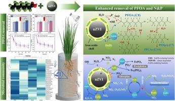 The introduction of nano zero-valent iron in constructed wetlands simultaneously enhanced the removal of perfluorooctanoic acid (PFOA) and nutrients