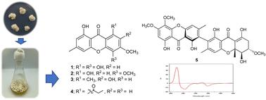 Bioactive polyketides from cultures of the entomopathogenic fungus Hypocrella luteola TBRC-BCC 76666†