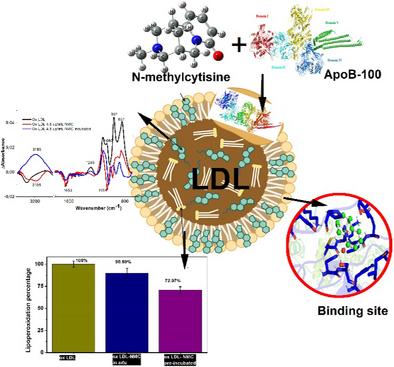 Characterization of Interaction Between Low-Density Lipoprotein (LDL) and Alkaloid N-Methyl Cytisine: The Potential Protective Effect on Lipid Oxidation