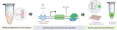 Development of a Cell-Free, Toehold Switch-Based Biosensor for Rapid and Sensitive Zika Virus Detection