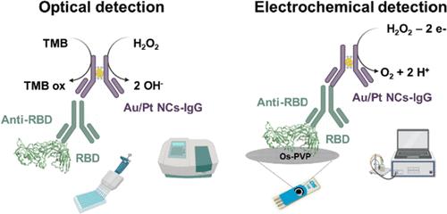 Dual-Mode Immunosensor for Antibody Detection: Harnessing the Versatility of Antibody-Based Nanozymes across Optical and Electrochemical Platforms