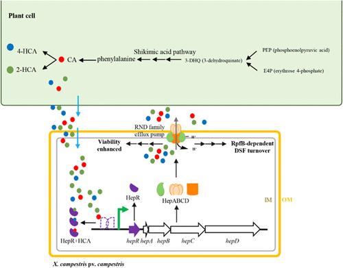 Hydroxycinnamic Acids Activate RpfB-Dependent Quorum Sensing Signal Turnover in Phytopathogen Xanthomonas campestris