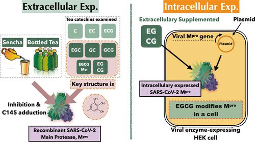Tea Catechins in Green Tea Inhibit the Activity of SARS-CoV-2 Main Protease via Covalent Adduction