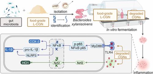 Gut Microbiota-Mediated Degradation of Food-Grade Lambda-Carrageenan by Bacteroides xylanisolvens and Its Role in Inflammation