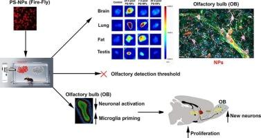 Inhalation of nanoplastics in the mouse model: Tissue bio-distribution and effects on the olfactory system
