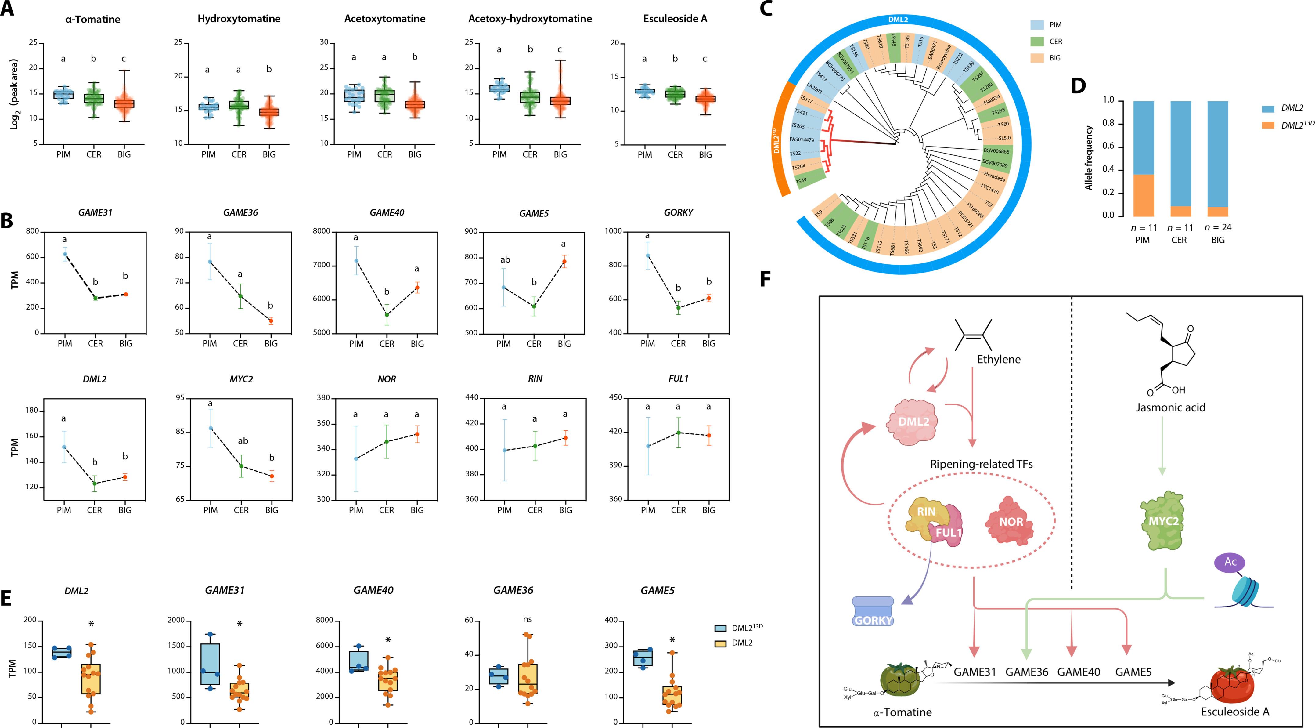 Removal of toxic steroidal glycoalkaloids and bitterness in tomato is controlled by a complex epigenetic and genetic network