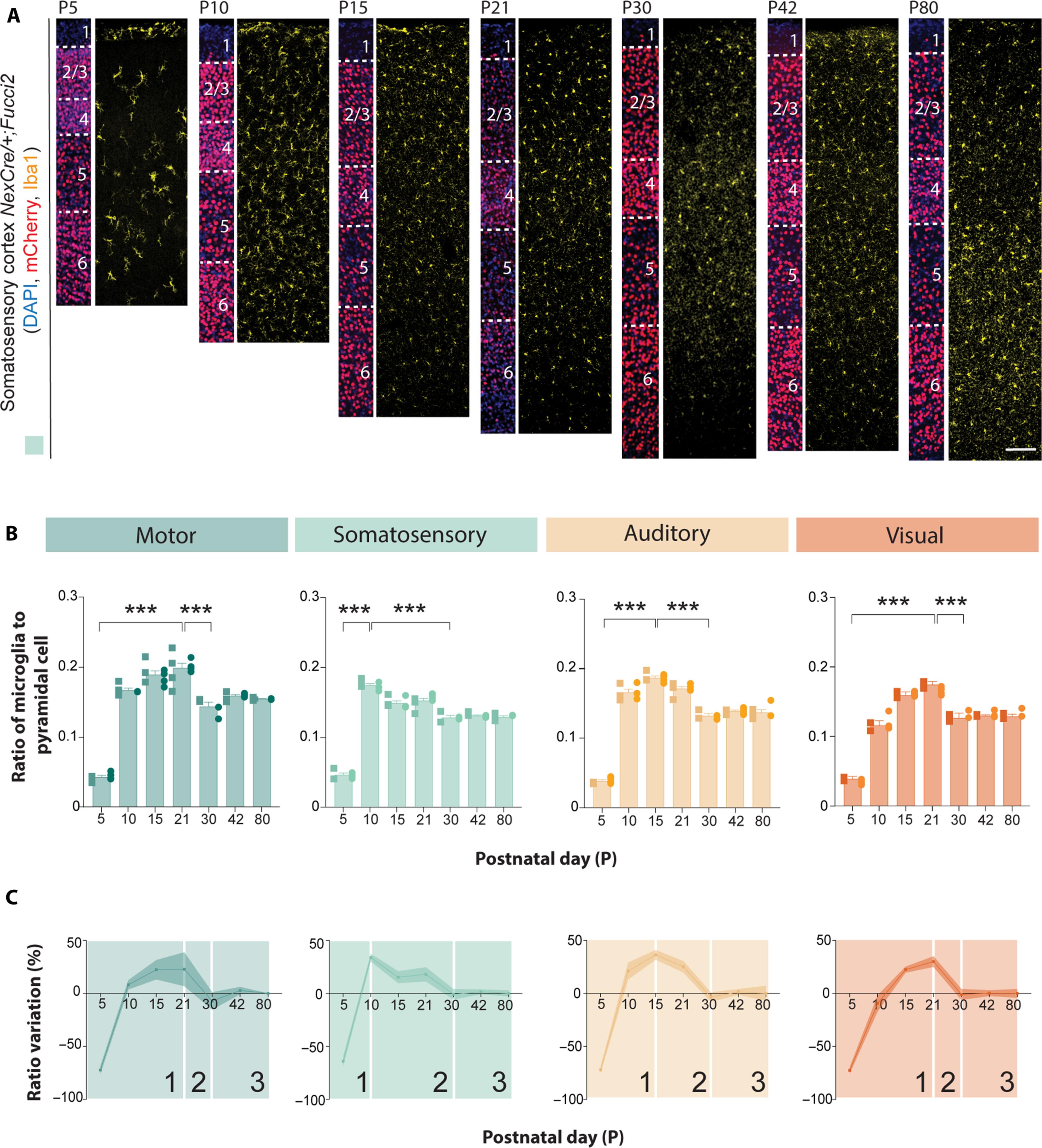 Activity-dependent regulation of microglia numbers by pyramidal cells during development shape cortical functions