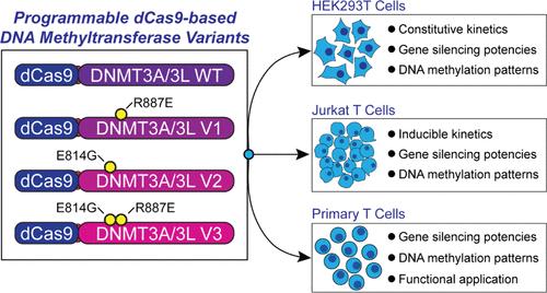Characterization of Rationally Designed CRISPR/Cas9-Based DNA Methyltransferases with Distinct Methyltransferase and Gene Silencing Activities in Human Cell Lines and Primary Human T Cells