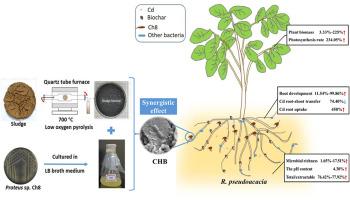 Biochar immobilized Proteus mirabilis Ch8 to enhance the Cd phytoremediation potential of woody plant Robinia pseudoacacia L