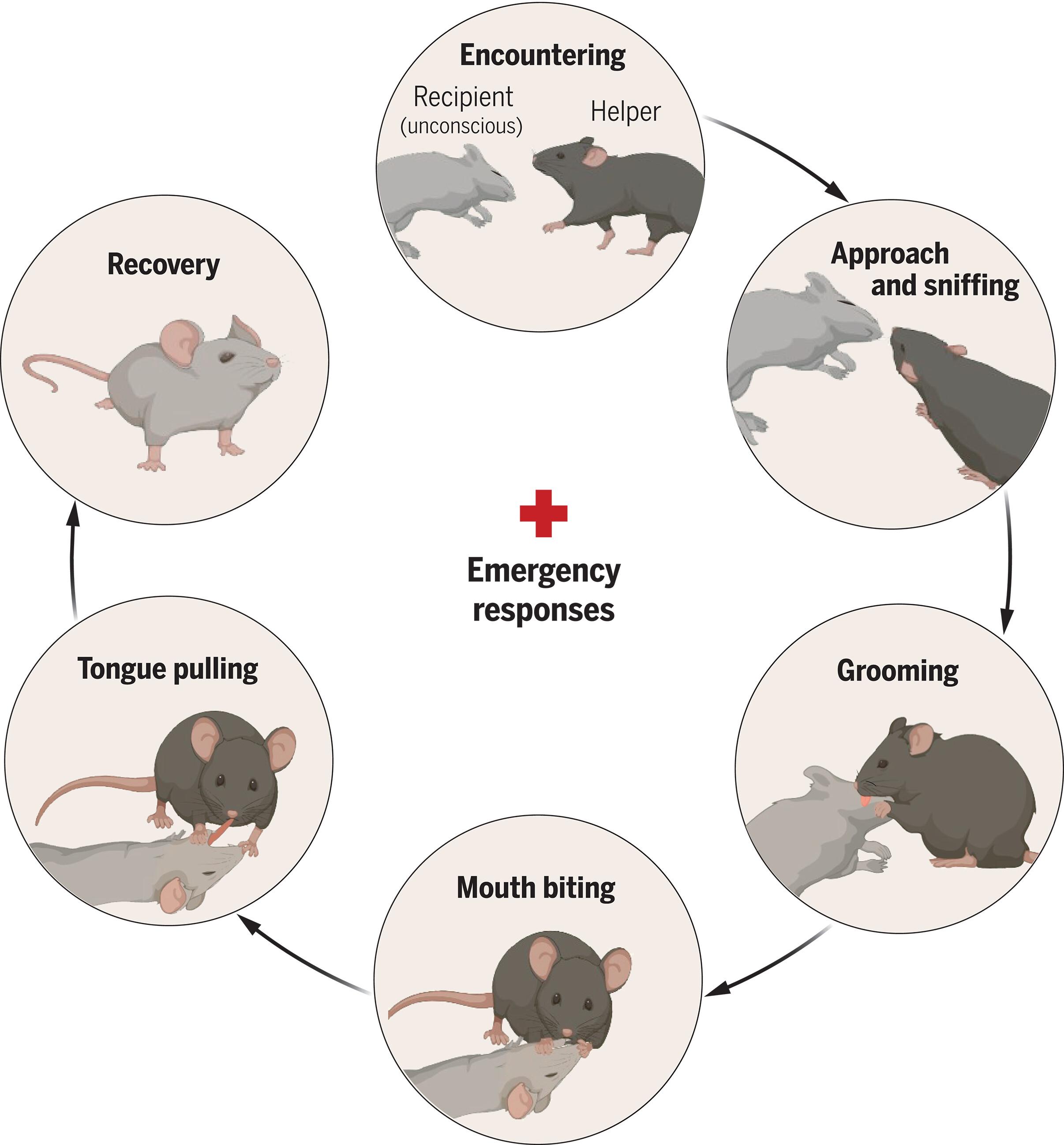 Reviving-like prosocial behavior in response to unconscious or dead conspecifics in rodents