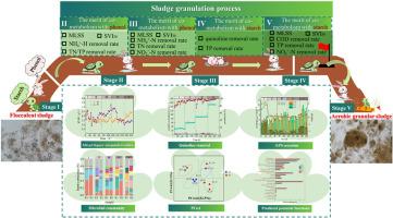 Behavior of carbon source type on the construction of aerobic granular sludge system and its removal of quinoline: A tortoise and hare race between starch and phenol