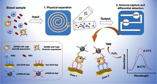 A Cascaded Chip for the High-Purity Capture and Distinguishing Detection of Phenotypic Circulating Tumor Cells in Colon Cancer