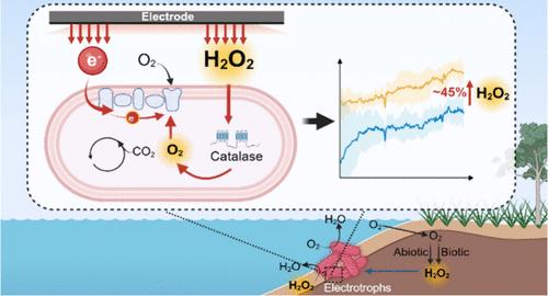 Extracellular Electron Uptake Mediated by H2O2