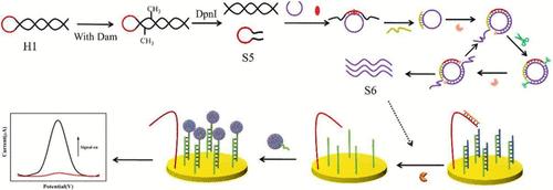 Ultrasensitive COFs Functionalized Electrochemical Biosensor for DNA Methyltransferase Activity Detection by DNA Walking and Rolled Circular Strand Displacement Amplification