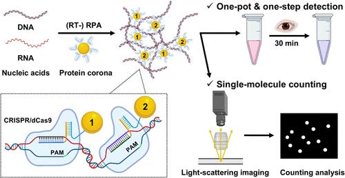 Dual Protein Corona-Mediated Target Recognition System for Visual Detection and Single-Molecule Counting of Nucleic Acids