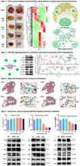 Novel monomers recipe derived from Shengji-Huayu formula targeting PI3K/Akt signaling pathway for diabetic wound healing based on accurate network pharmacology