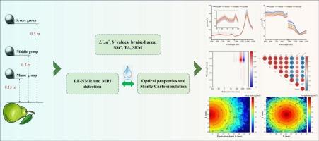 Exploring the optical response of water status and light propagation in bruised ‘Korla’ fragrant pear tissues based on low-field nuclear magnetic resonance coupled with Monte Carlo simulation
