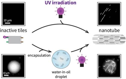 Light-Modulated Self-Assembly of Synthetic Nanotubes