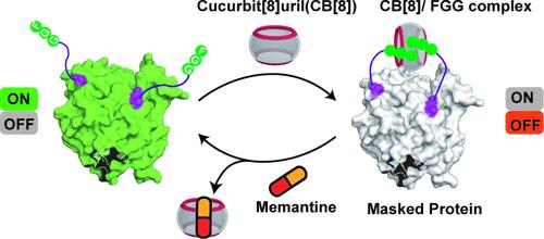 Small Molecule Drugs Triggered the Activation of Macrocycle Masked Proteins
