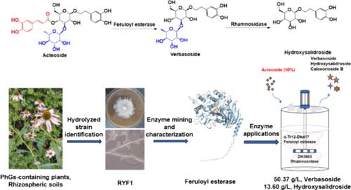 Novel Feruloyl Esterase from Rehmannia glutinosa Endophyte Alternaria botrytis RYF1 and Its Application in the Production of Verbasoside and Hydroxysalidroside