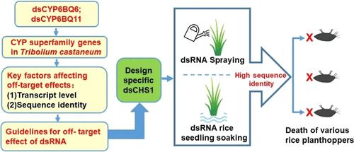 New Insights into Expanding the Insecticidal Spectrum of dsRNA Mediated by the High Sequence Identity between dsRNA and Nontarget mRNA