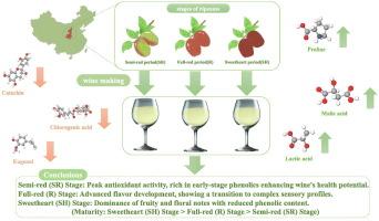 Impact of ripeness stages on the chemical and sensory profiles of jujube wine: An analysis of physicochemical parameters, antioxidant activity, and volatile compounds