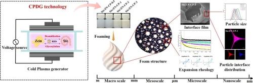 The CPDG treatment and dose-dependent effects of zein-stevioside conjugates on formation, drainage behavior, and interfacial structure of Pickering foam