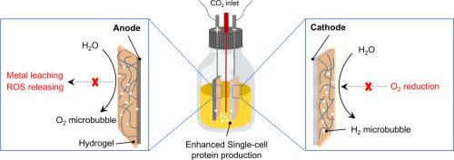 Powering up protein: How hydrogel-coated electrodes enhance biohybrid production