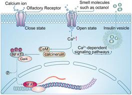 Development of MhOR1 as a chemogenetic tool for odorant-mediated regulation of insulin release†