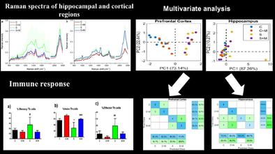 Lipidome Alterations of Prefrontal Cortex and Hippocampus of Mice-Induced Sleep Deprivation